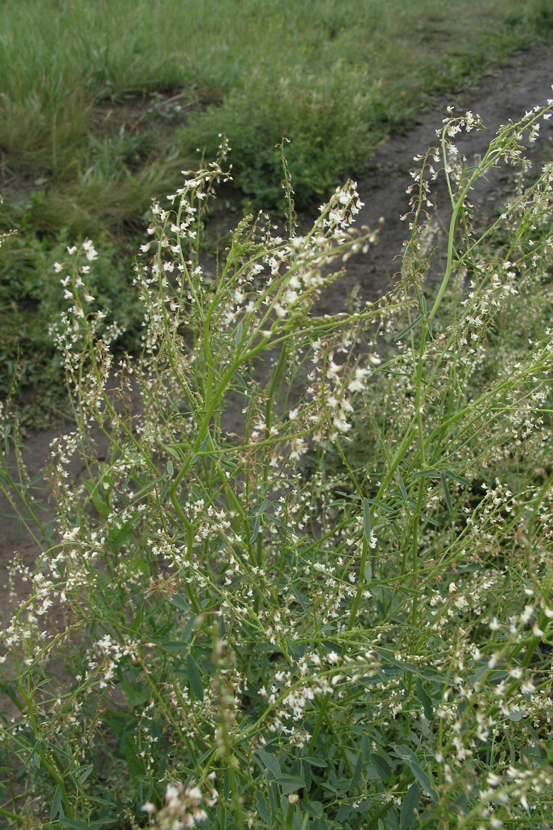 Sweetclover photo 2