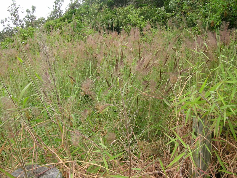 Molassesgrass photo 2