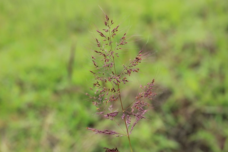 Molassesgrass photo 3