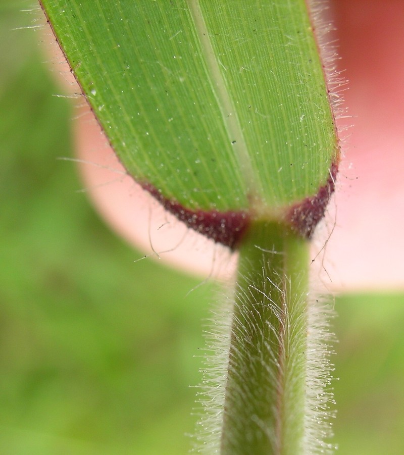 Molassesgrass photo 4