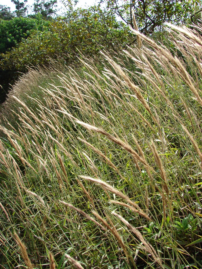 Molassesgrass