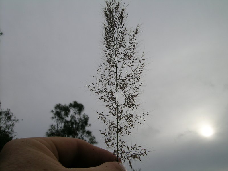Molassesgrass photo 5