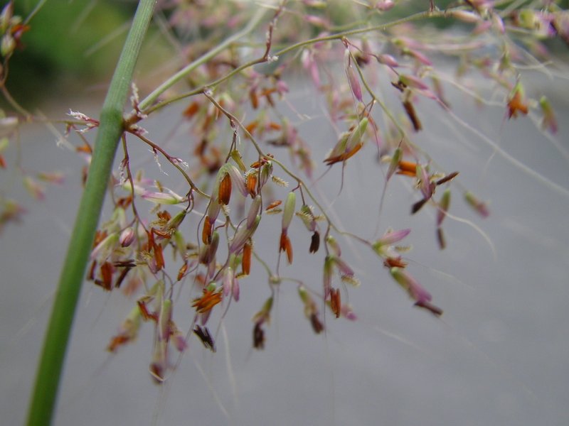 Molassesgrass photo 6