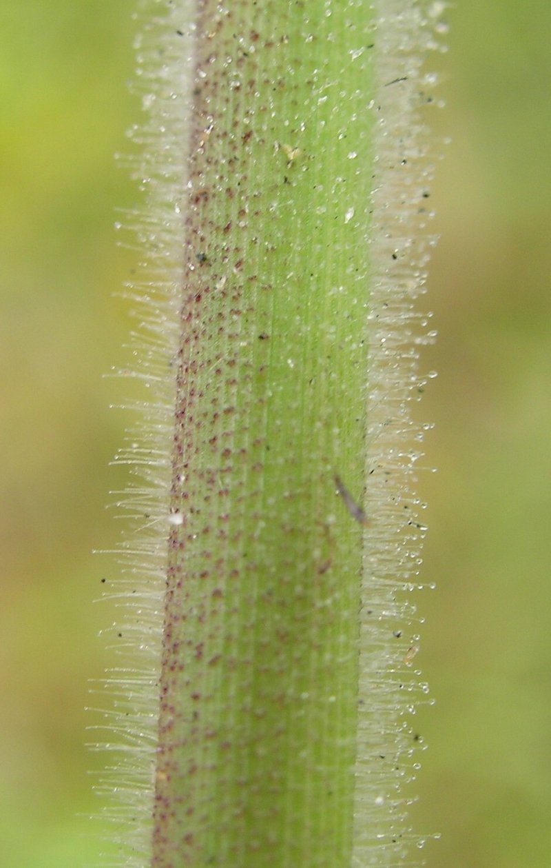 Molassesgrass photo 7