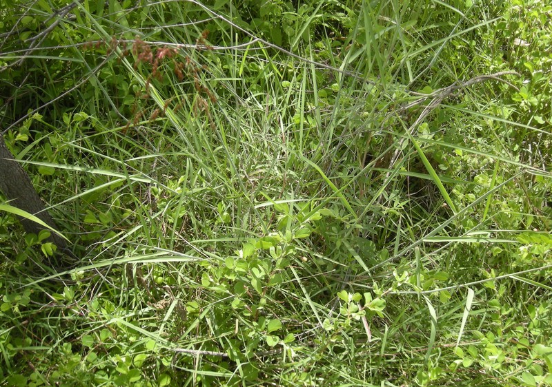 Rose Natal Grass photo 2