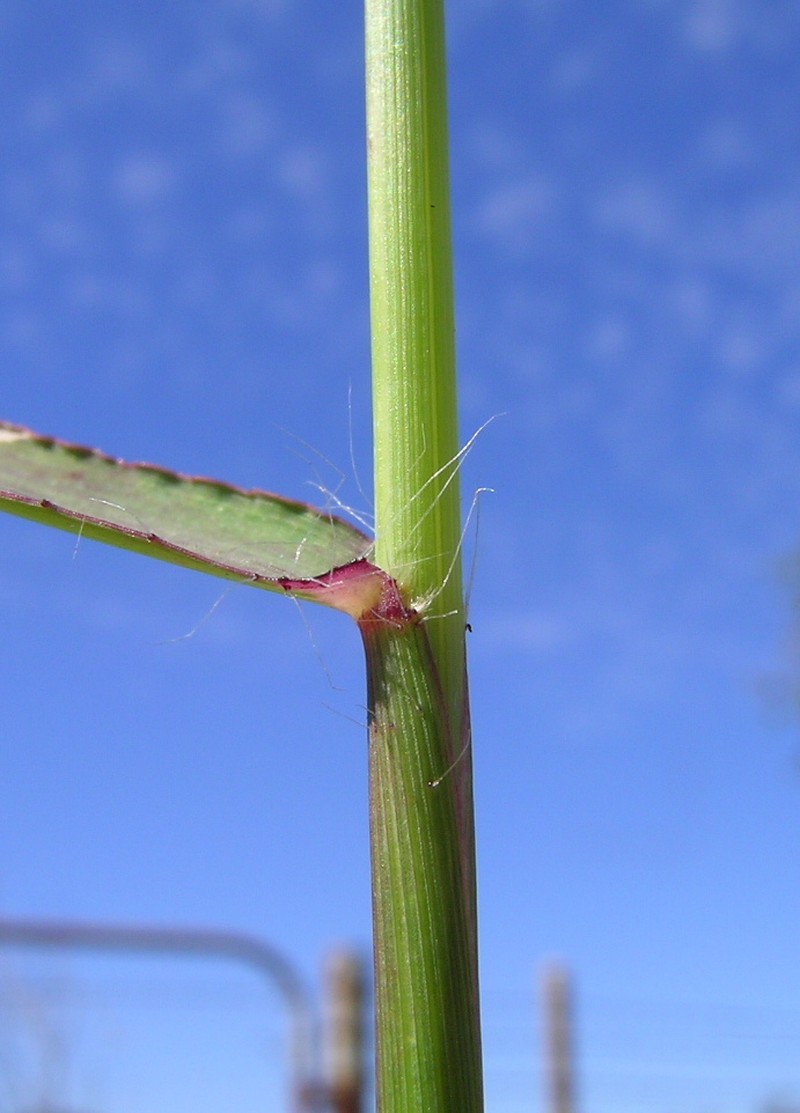 Rose Natal Grass photo 3