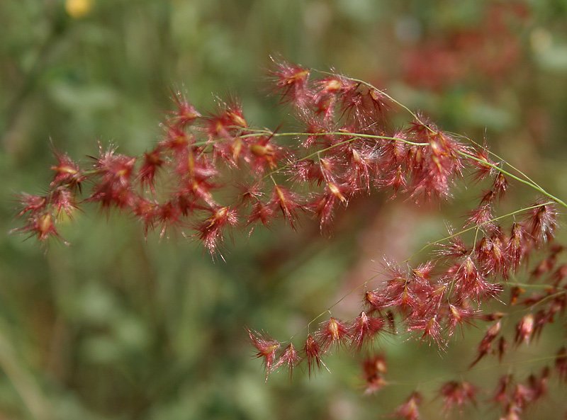 Rose Natal Grass