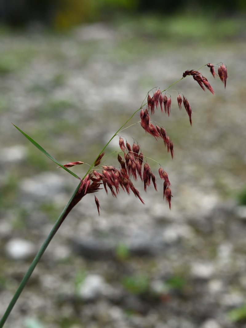 Rose Natal Grass photo 6