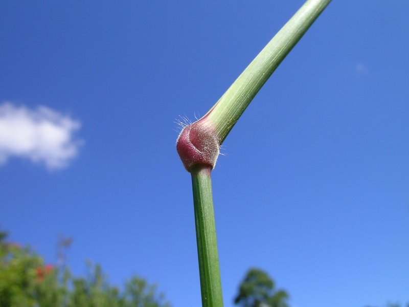 Rose Natal Grass photo 7
