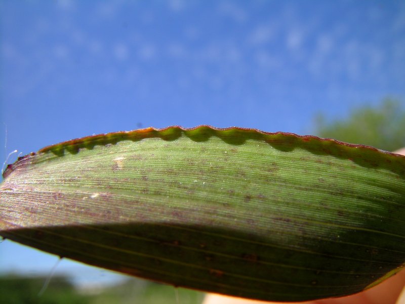 Rose Natal Grass photo 8