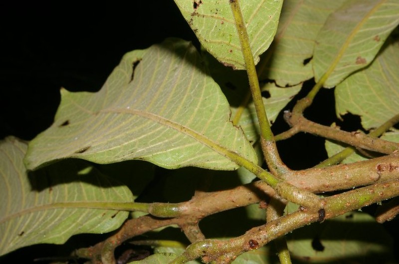 Meliosma cresstolina