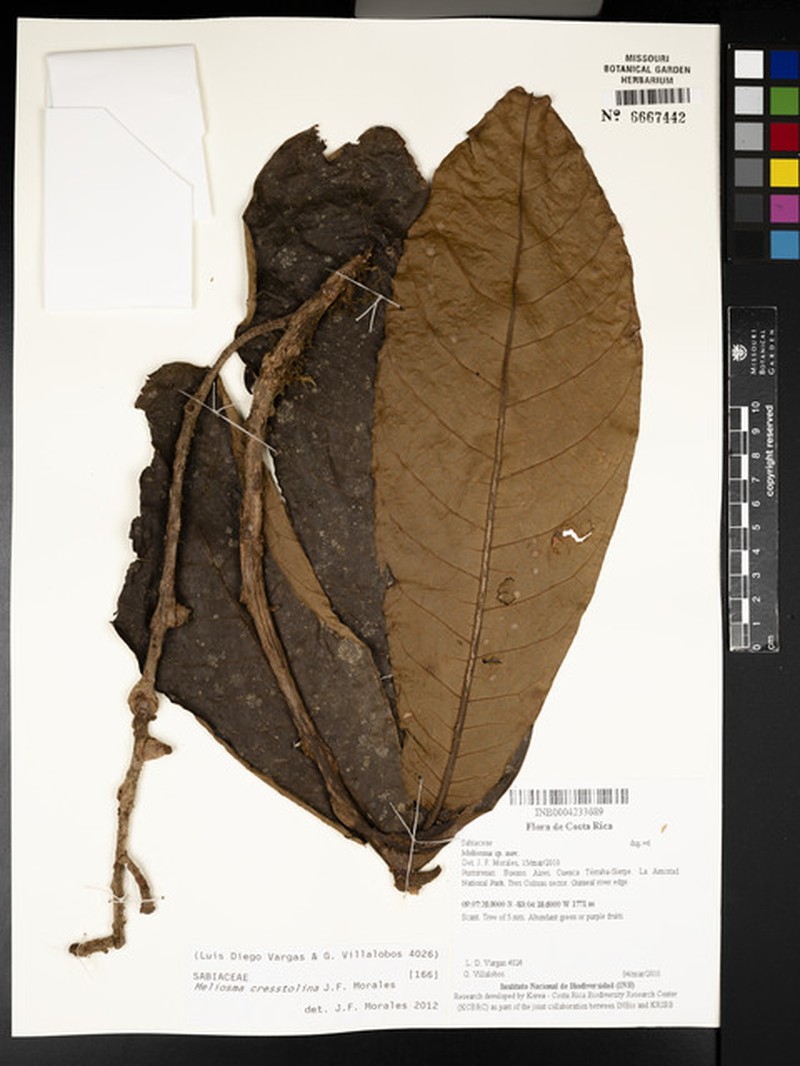 Meliosma cresstolina photo 2