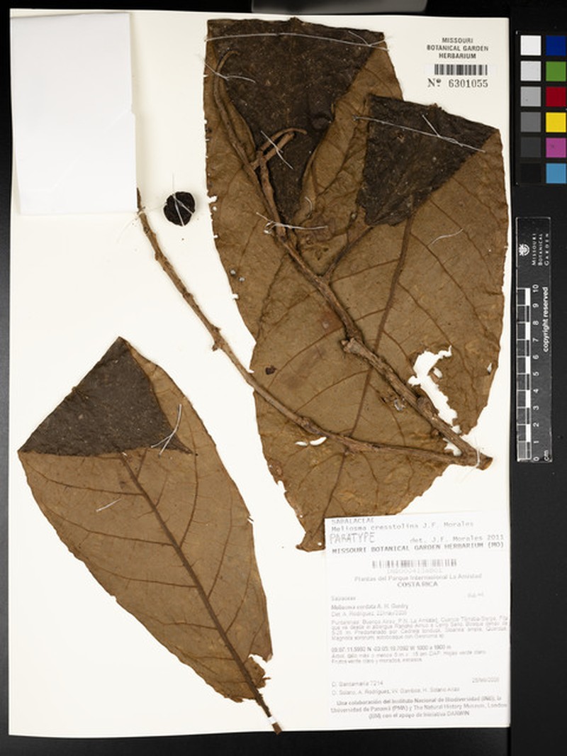 Meliosma cresstolina photo 3