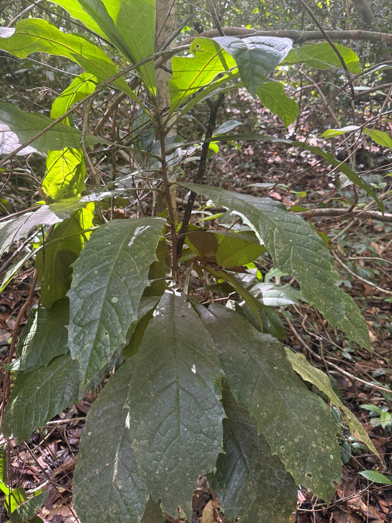 Aguacatillo photo 4