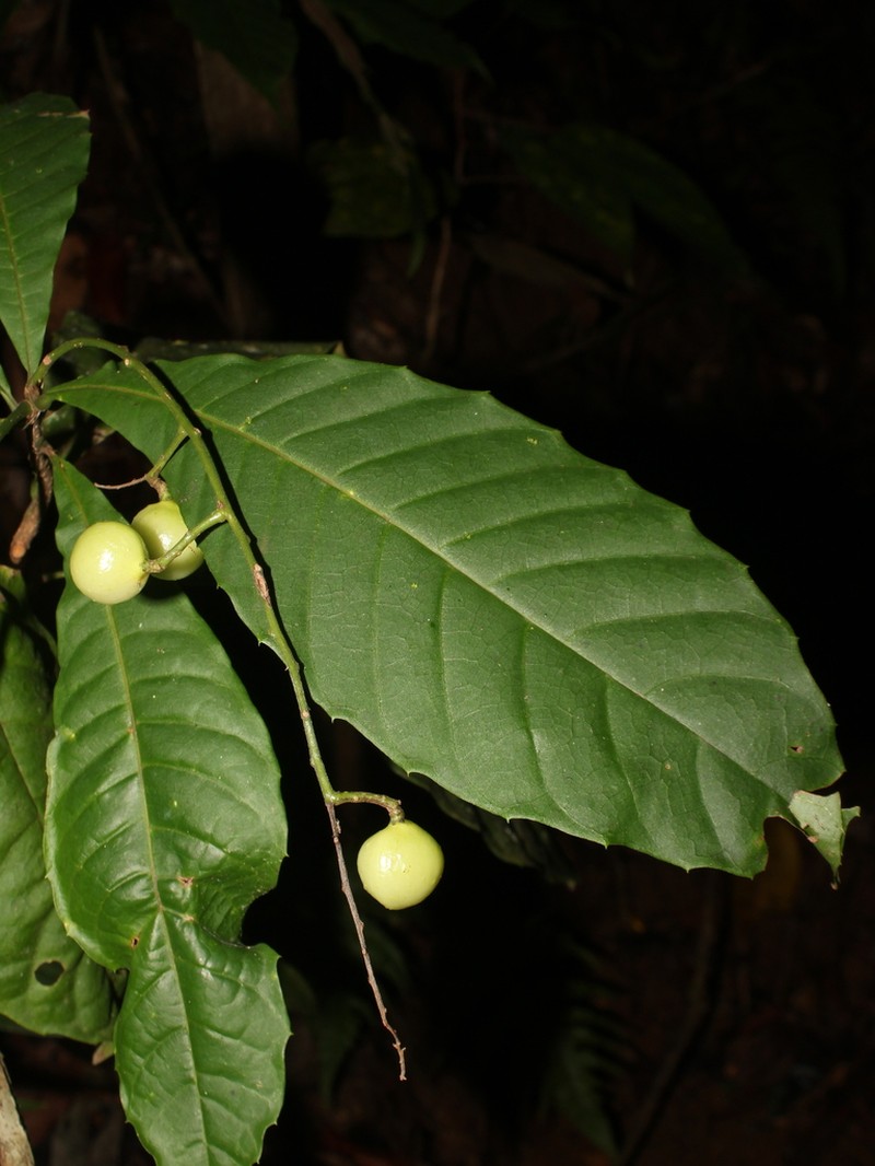 Meliosma laxiflora