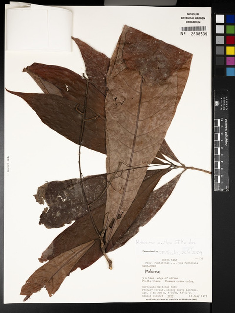 Meliosma laxiflora photo 2