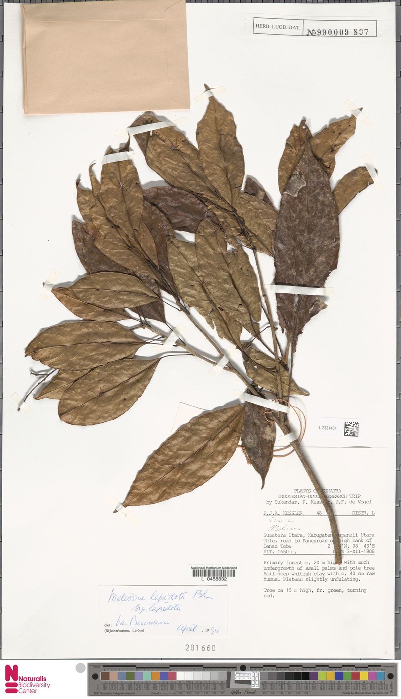 Meliosma lepidota subsp. lepidota