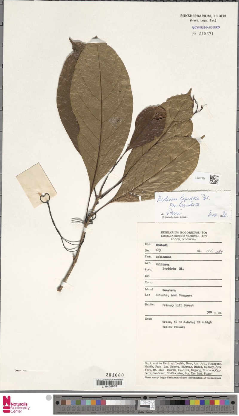 Meliosma lepidota subsp. lepidota photo 2