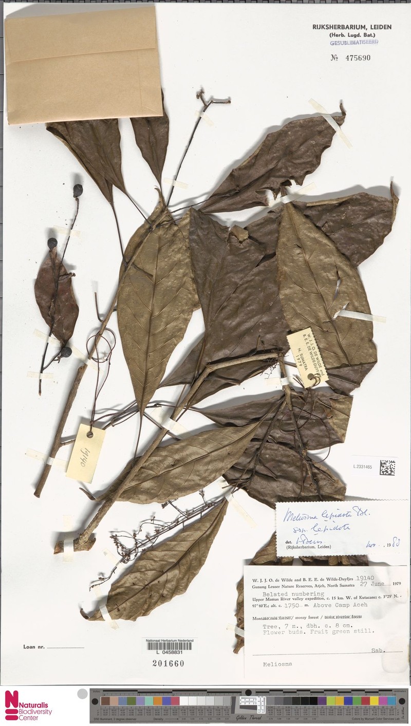 Meliosma lepidota subsp. lepidota photo 3