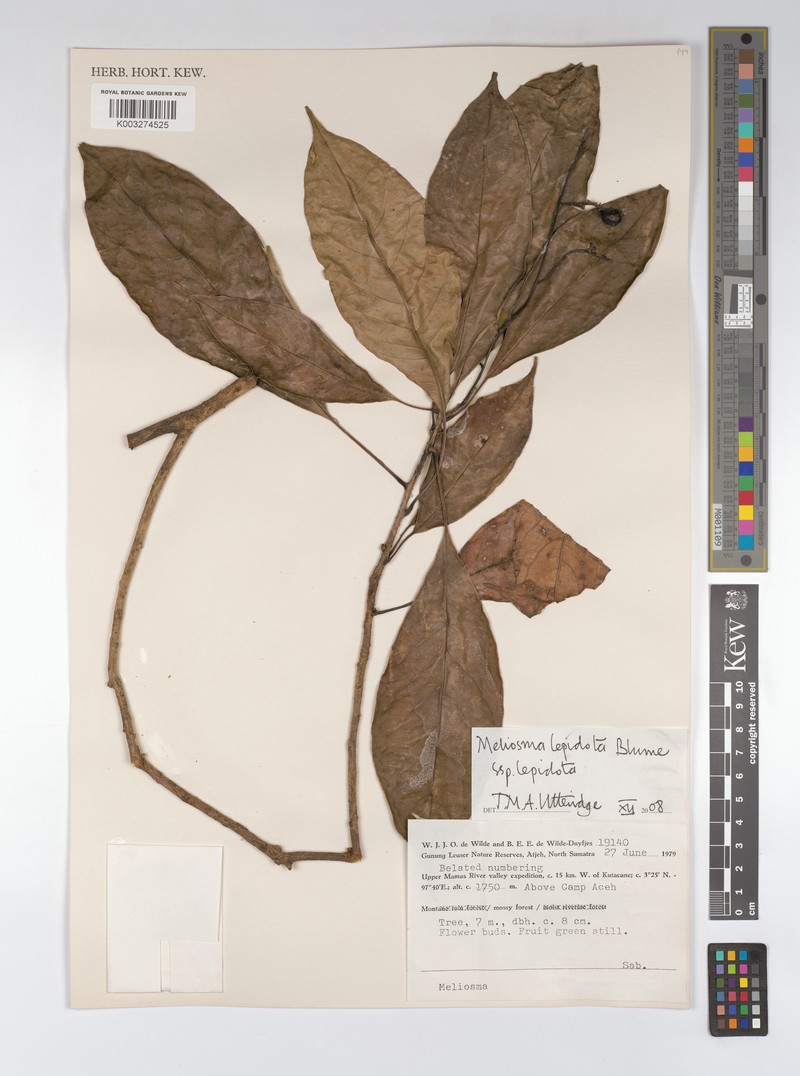 Meliosma lepidota subsp. lepidota photo 4