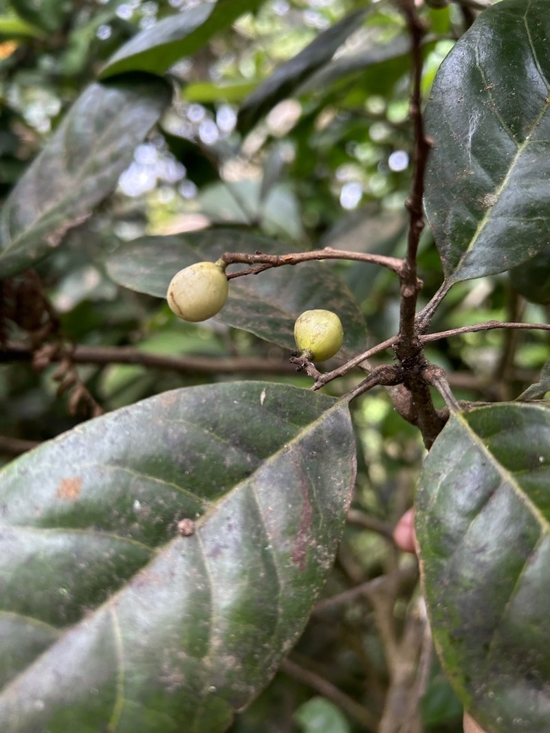 Cacaillo