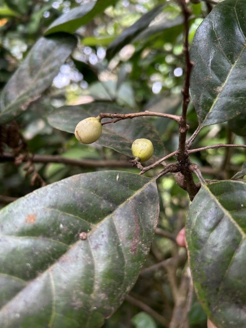 Cacaillo photo 4