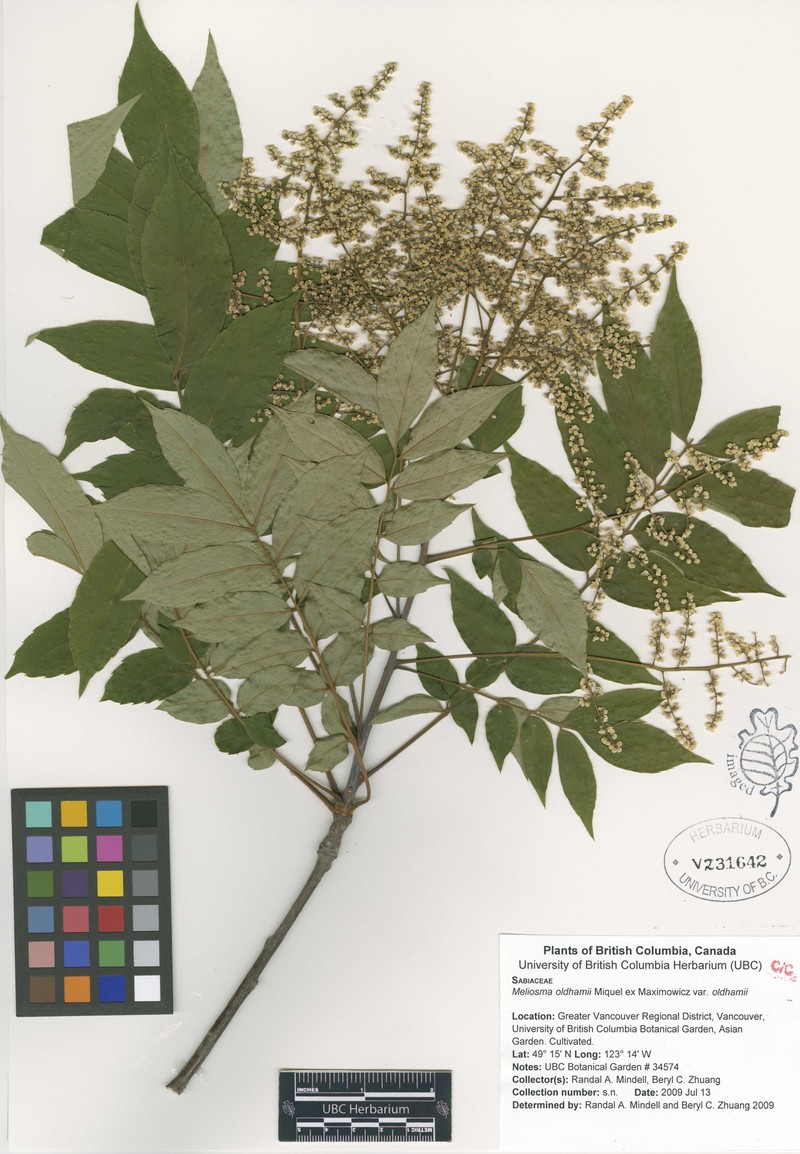 Meliosma oldhamii var. oldhamii