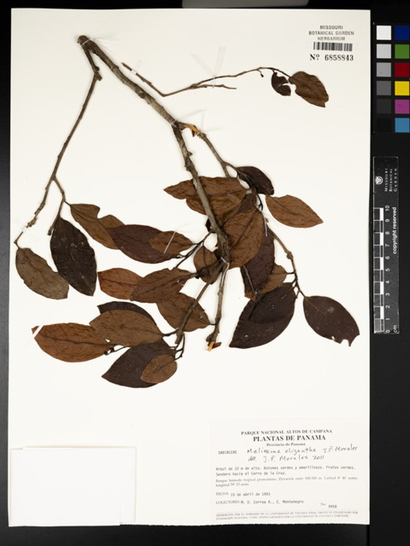 Meliosma oligantha