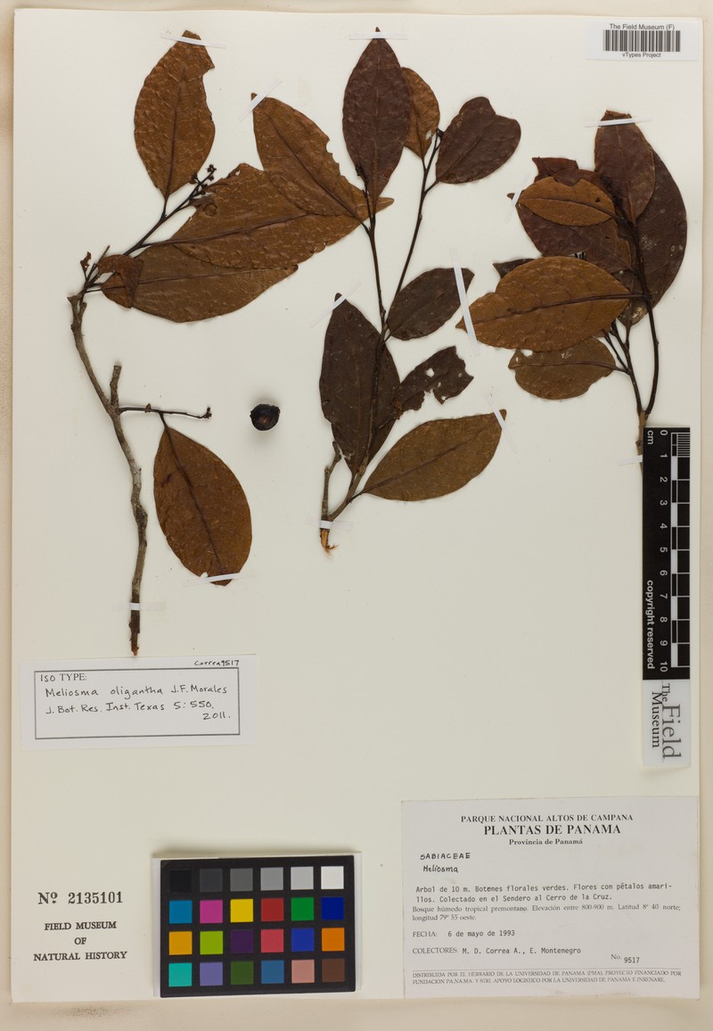 Meliosma oligantha photo 2