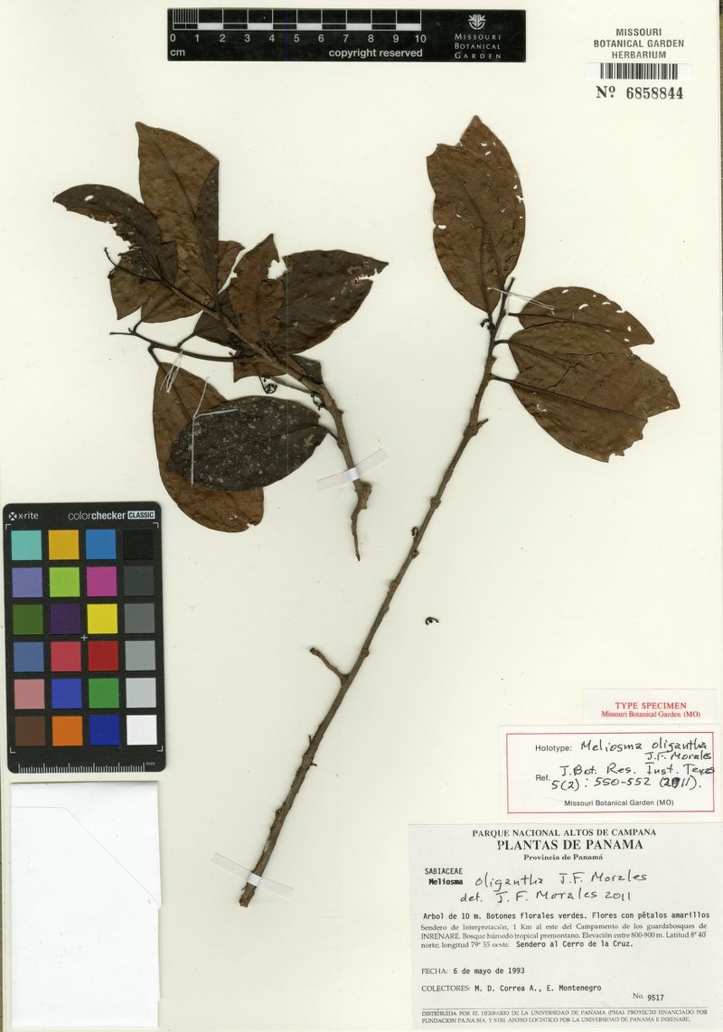 Meliosma oligantha photo 3