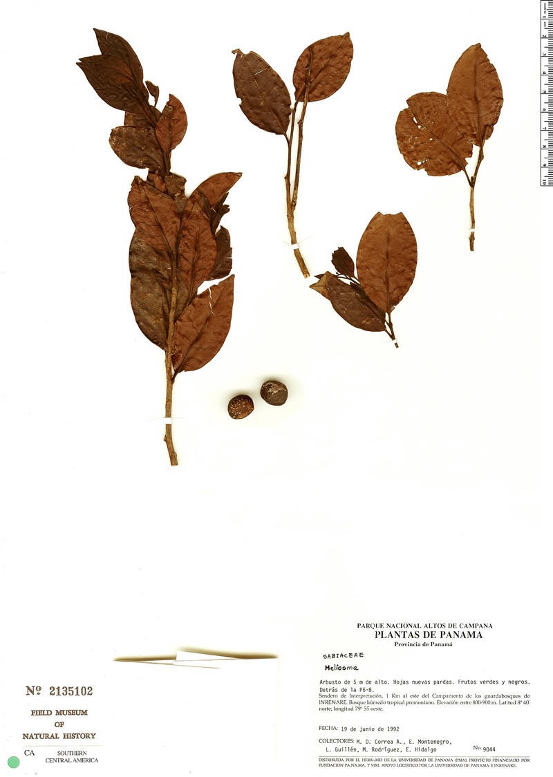 Meliosma oligantha photo 4