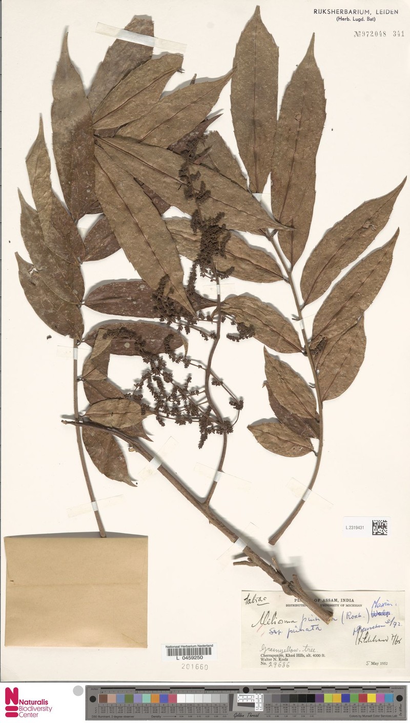 Meliosma pinnata subsp. pinnata