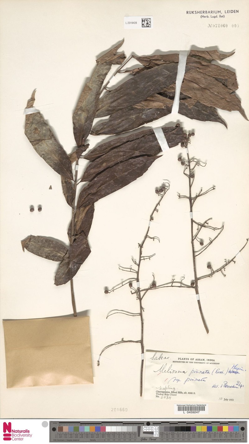 Meliosma pinnata subsp. pinnata photo 2