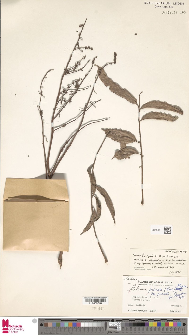 Meliosma pinnata subsp. pinnata photo 3
