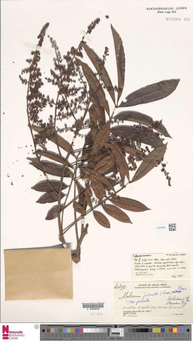 Meliosma pinnata subsp. pinnata photo 4