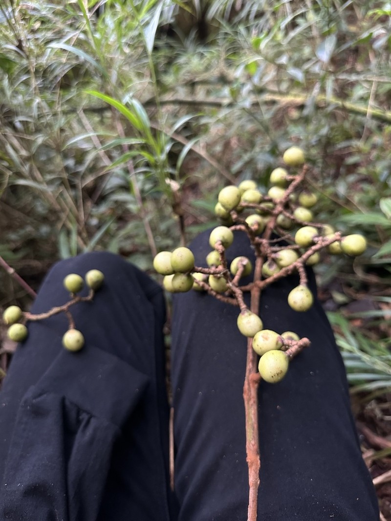 Meliosma primogenita