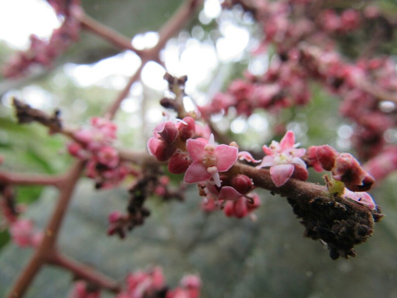Meliosma primogenita photo 3