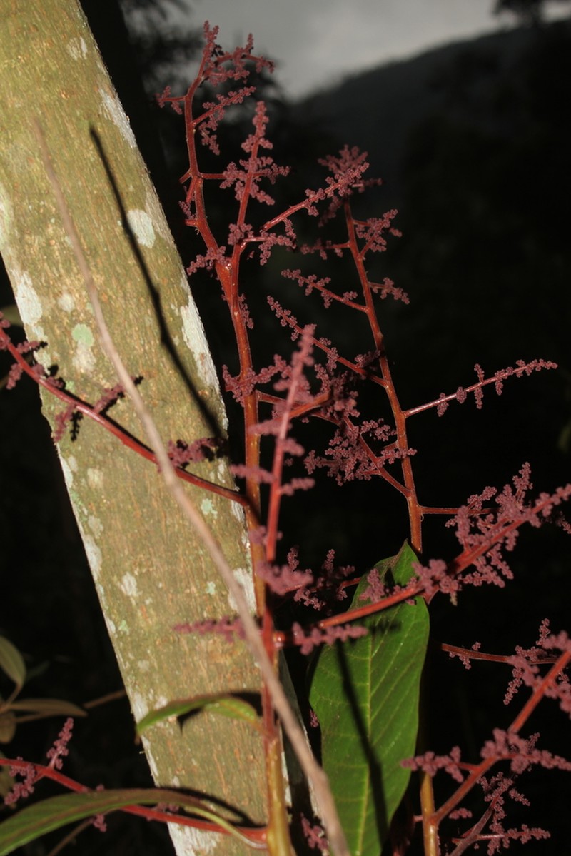 Meliosma primogenita photo 4