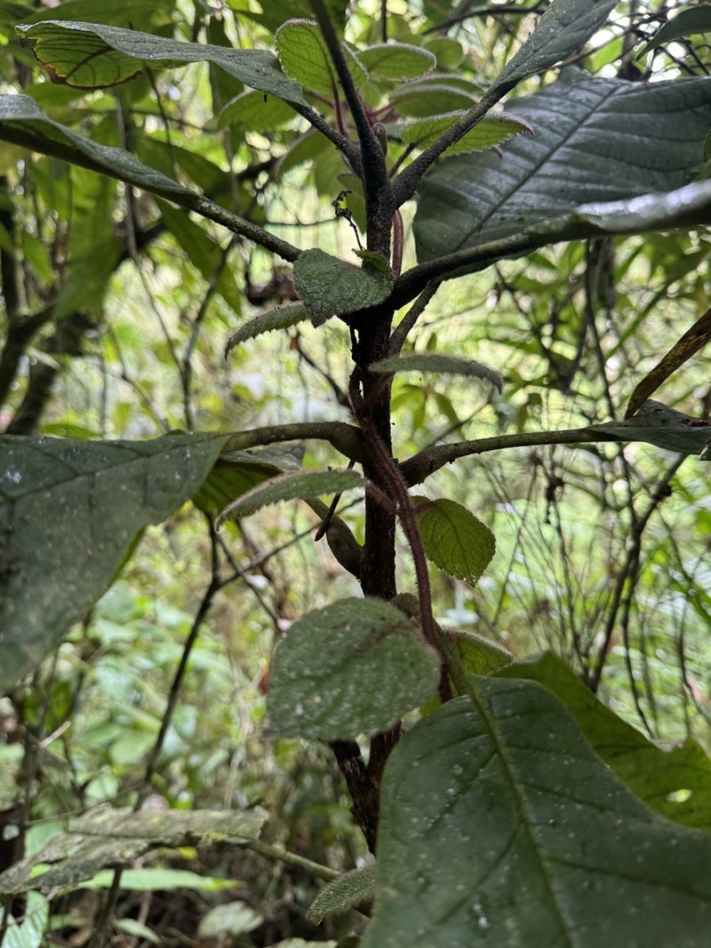 Meliosma primogenita photo 5