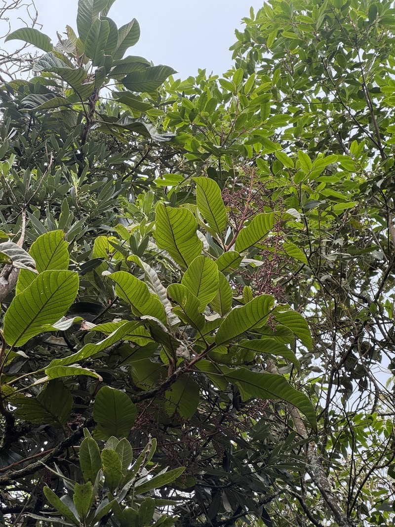 Meliosma primogenita photo 7