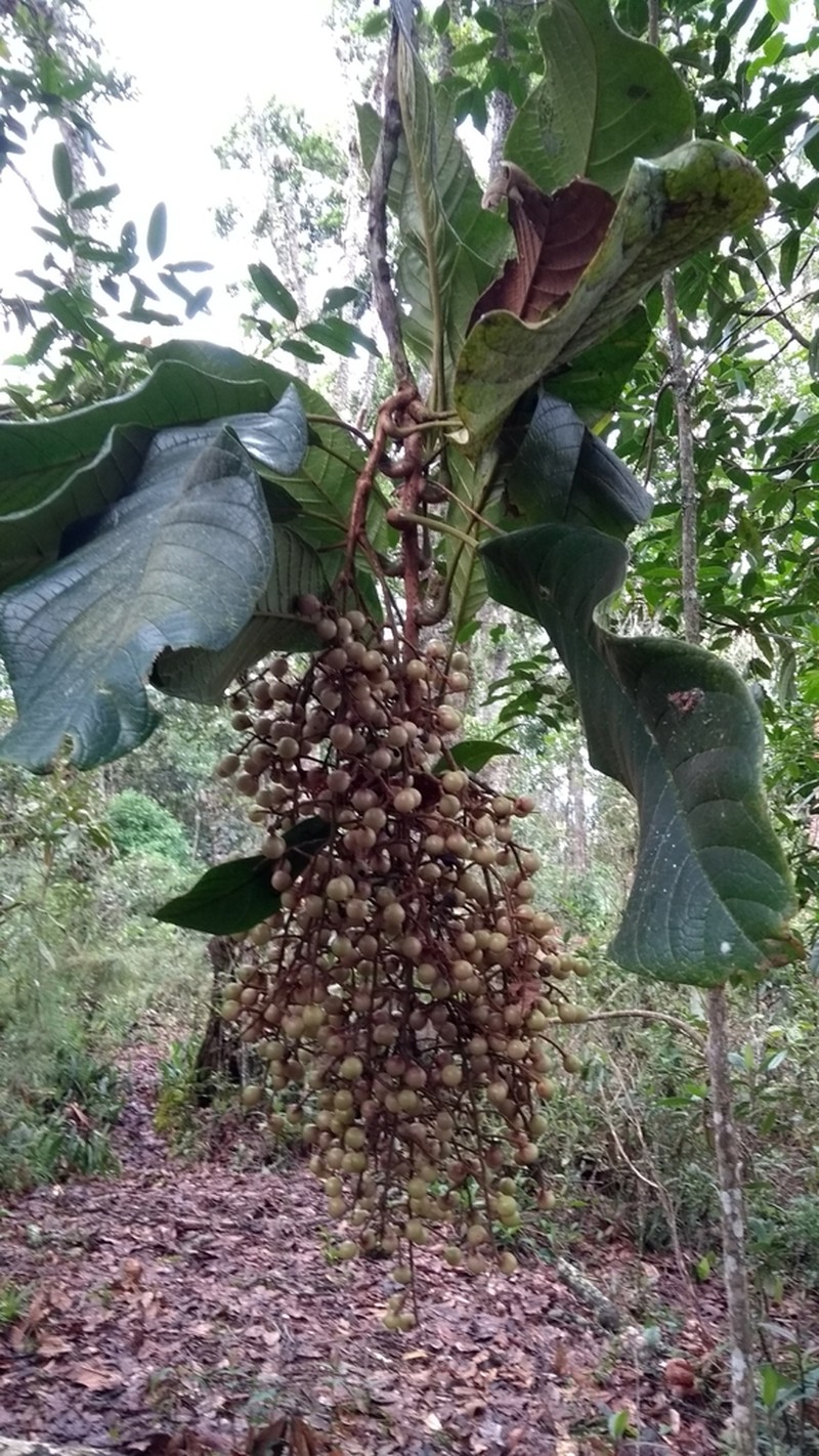 Meliosma primogenita photo 8