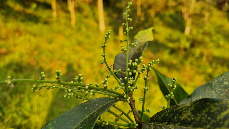 Meliosma quercifolia