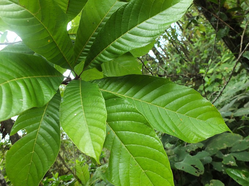 Meliosma simplicifolia subsp. simplicifolia