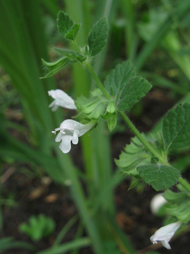 Common Balm photo 5