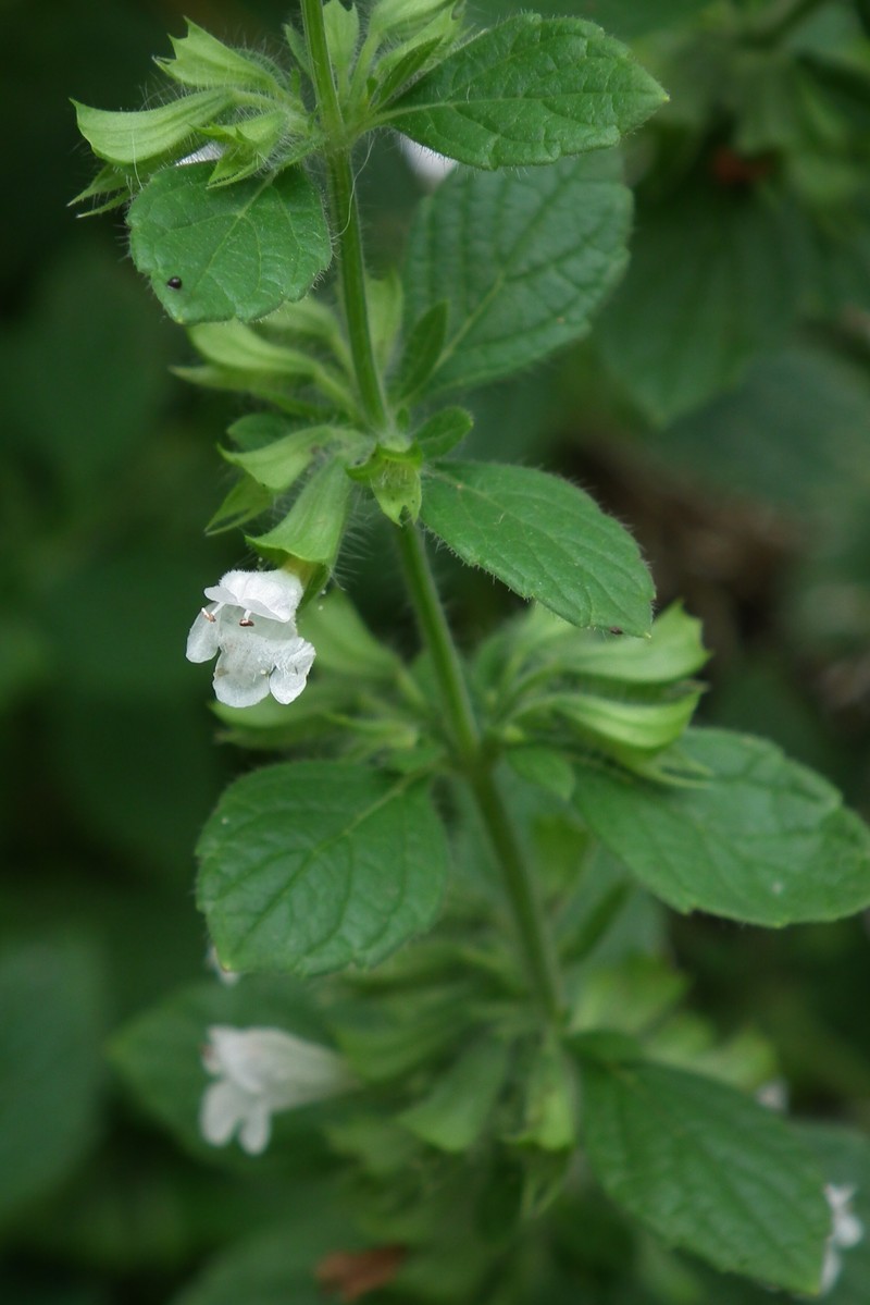 Common Balm photo 6