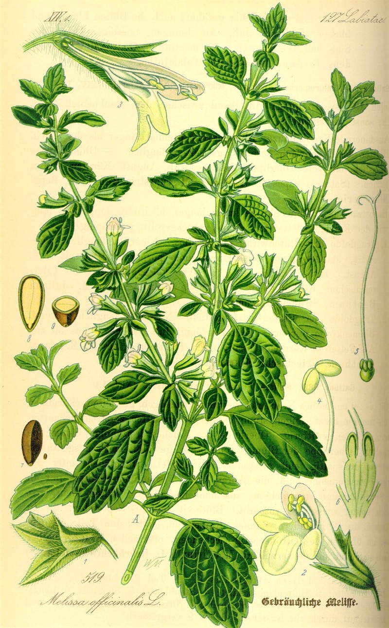 Common Balm photo 2
