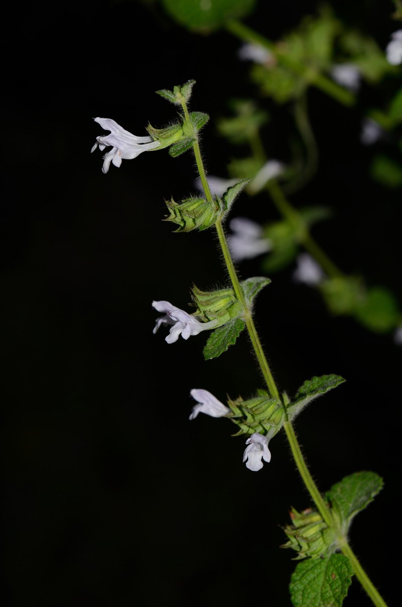 Common Balm photo 3