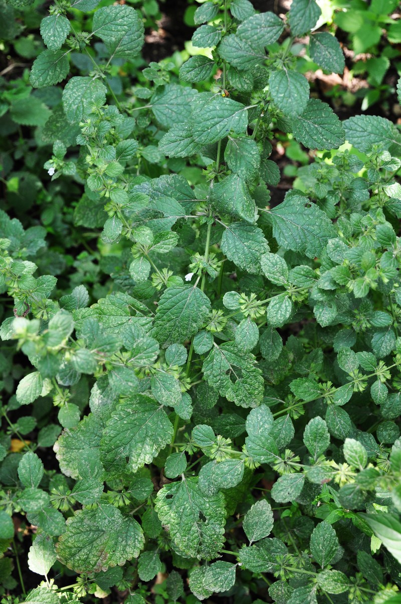 Common Balm photo 4