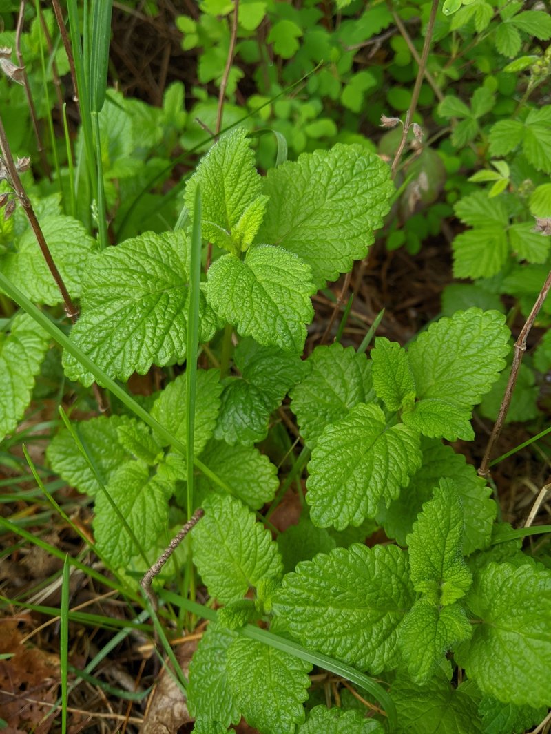 Common Balm photo 7