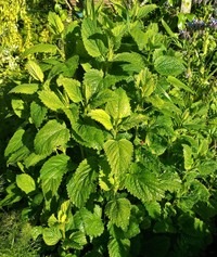 Common Balm